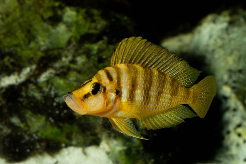 Altolamprologus compressiceps 'Kilima'
